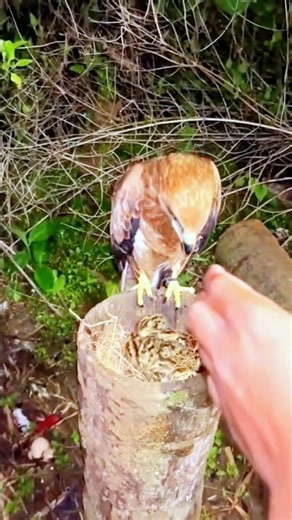 eagle spots a baby pheasant; the baby pheasant is so cute #cuteduck #pekinduck #cheerpheasant