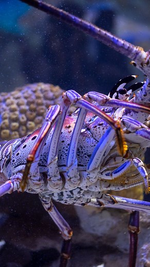 9.6K views · 120 reactions | #DYK that Mote Aquarium houses two resident American spiny lobstahs?咽 Check out some of the fun enrichment we do with them! The Kong is filled with a shrimp and fish for them to pick at and enjoy 戀寧 Here’s a #finfact! American spiny lobsters can get to be 2 feet long 勞 #motemarinelab #spinylobster #rocklobster | Mote Marine Laboratory & Aquarium | Facebook