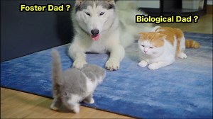 Husky vs. Cat Dad: The Kittens Make a Heart-Melting Decision! | Love cats