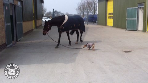 Craziest, Goofiest Dogs | Goofy Dogs Compilation