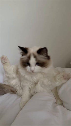 Adorable Ragdoll Cat's Charming Looks and Personality