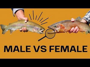 How Do You Tell if a TROUT is Male or Female?