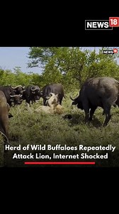 Ever seen a lion trampled upon by buffaloes? This video shared by a handle named latestkruger on Instagram has gone crazy viral. "The lion is named Dark Mane. From the Northern Avoca males,” read the caption. #Lion #Buffalo #animal #animallover #wildlife | News18