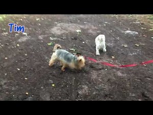 Dogs Trust West Calder - Tim