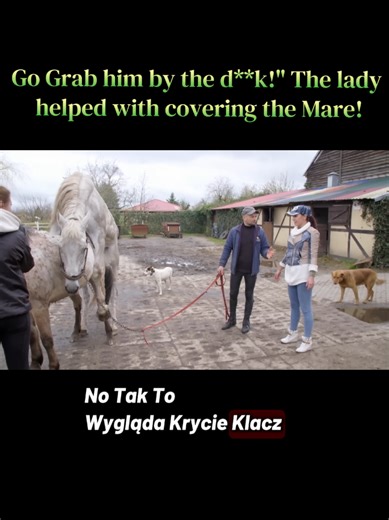 Assisting a Mare with Covering: A Unique Equine Moment