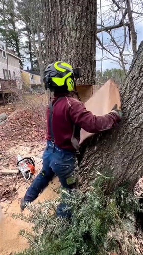 Directional felling is not about force, but knowledge, timing, and flawless execu #wood #asmr