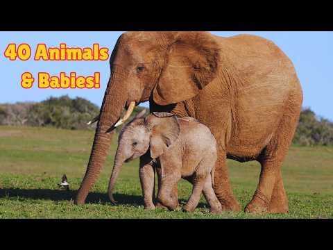 40 Animals and Their Babies 🐶🐱 | Learn Animal Baby Names for Kids