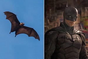 Moviegoer Releases Live Bat in Theater During ‘The Batman,' Hey It's Better Than How the Last One Went