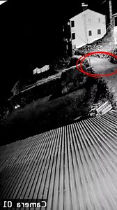 37K views · 156 reactions | If wolves get used to the taste of dog...