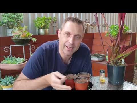 Sarracenia Seed Germination!