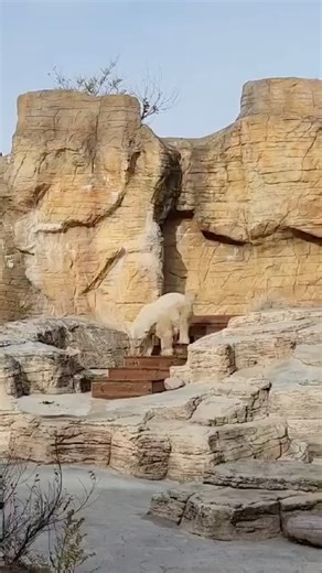 111K views · 2.7K reactions | We have an Agee update! ‍❄️ Agee is...