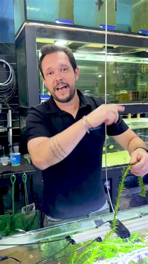 Pruning a low-tech Elodea plant