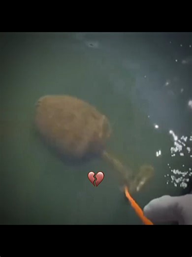 Mike Tyson Memes: Humor and Punchlines