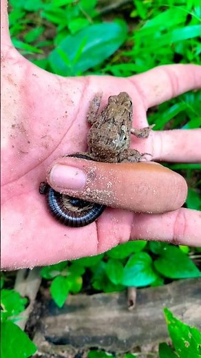 Aww😱🪱🐸 #fish #crab #dogs #insects #animals # nature #millipede #cockroach #monkey