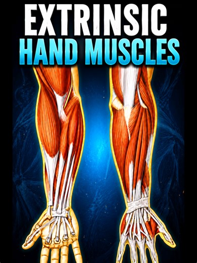 The extrinsic hand muscles originate in the forearm and power many of the movements responsible for grip strength, wrist motion, finger flexion, and finger extension. These muscles work through long tendons that cross the wrist into the hand, allowing both forceful and precise movements used in sports, lifting, and daily activities. Pathology involving these structures can contribute to conditions such as lateral epicondylitis, De Quervain tenosynovitis, trigger finger, and tendon overuse injuri