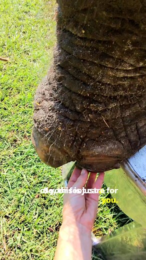 More clips from trimming elephant feet. I can’t talk about this enough but giving elephants proper foot care is sooo important for elephants living in domestic care. #Elephant #Animal #SilkElephant #ElephantFootCare | The Walking Elephant