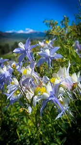 28 reactions | Wow so many  columbine’s. This is the state flower for Colorado and I get excited when I see them. Location walk the woods trail in Crested Butte, CO. #columbine #columbineflower #wildflowers #flowers #crestedbutte #crestedbuttecolorado #colorado #coloradoadventures #mountains #rockymountains #landscape #views | Colorado Wild Adventures | Facebook