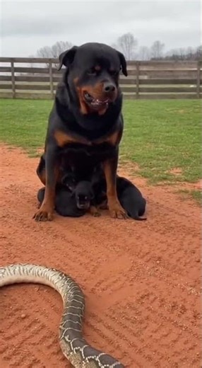 Could This Dog Really Defeat a Giant Snake? Unbelievable Battle Caught on Camera