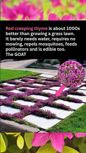 Why Red Creeping Thyme is the Ultimate Lawn Upgrade