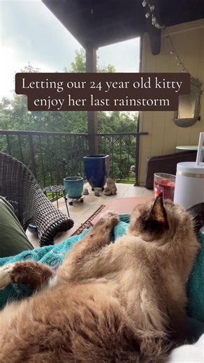 Miss Kitty's Last Rainstorm: A Heartfelt Goodbye