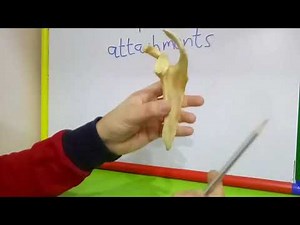SCAPULA - ATTACHMENTS BY DR MITESH DAVE