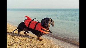 *Video for Story 269* # **TEDDY AND THE CROWS ** | Timothy Thompson