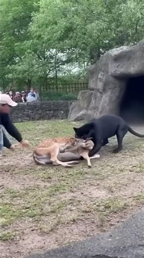 Unexpected Wildlife Rescue: Black Panther's Heroic Act at the Zoo