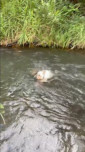 어제 저는 작은 강에서 수영을 즐겼어요 🤣#프렌치불독 #불독 #강아지 #frenchbulldog #bulldog
