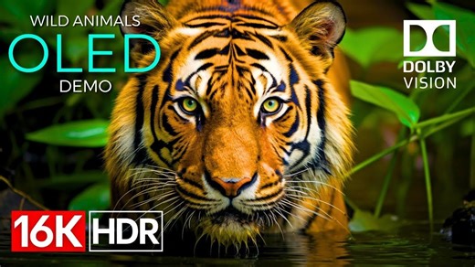 OLED 演示｜HDR 16K 超清   杜比视界，细节真实到屏息