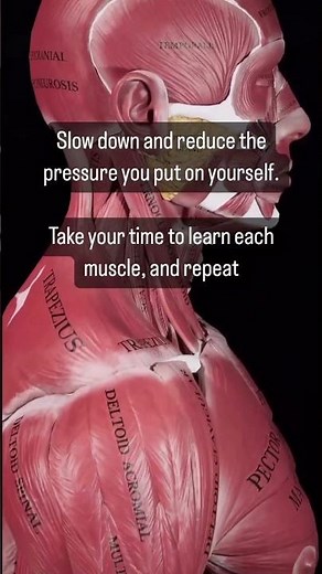 How to remember muscle origins and insertions? #muscles #anatomy #revision