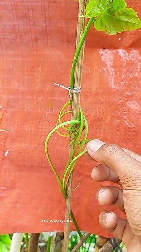 Membuat 'Split trunk' Bougenville 🌳 #bougainvillea #fblifestyle | Prasetyo Kiki