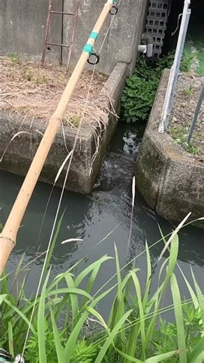 Japanese Catfish💥 #fishing #catfish