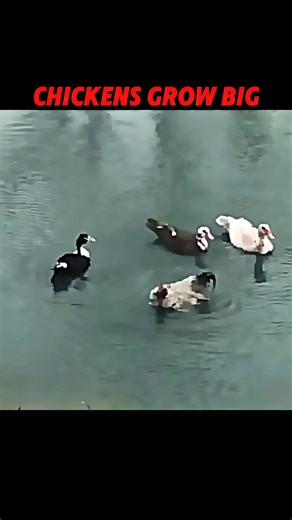 5.3K views · 11 reactions | Can a Chicken Really Live with a Duck _trending _animals _wildlife _chicken _duck _viral(4K_60FPS) | Scenic Scenes | Facebook