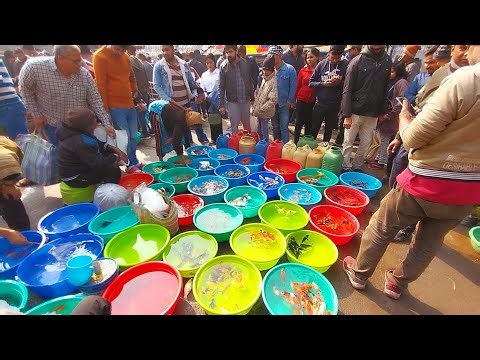 Fish Market | Galiff Street Fish Market Kolkata | Cheapest price | Recent Aquarium Fish Price Update