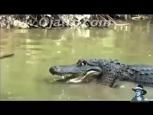 cocodrilo vs anaconda ¡IMPRESIONANTE!