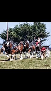 Boone County Fair on Reels