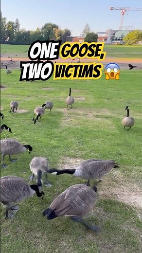 ONE GOOSE, TWO VICTIMS 😱