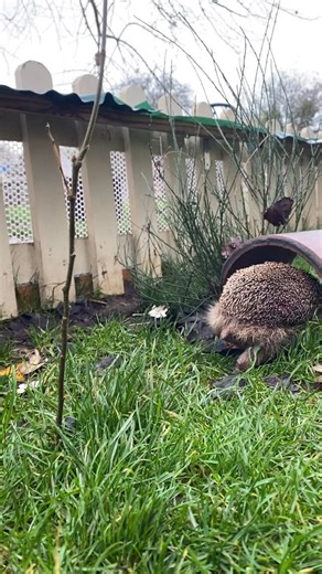 🦔🤎 Meet Borris! 🤎🦔 Our oldest hog on the block and the sweetest little gentleman you’ll ever meet. Borris lives in our blind boy’s garden where he potters around, enjoys his snacks, and keeps a close eye (and ear!) on everything happening in his little kingdom. We’re so lucky to have this golden oldie with us. Here’s to many more peaceful, snuffly evenings for Borris. 🤎 #HedgehogRescue #HogStories #WildlifeCare #BorrisTheHog #hernebay #hedgehoghospital #wildlifematters #cute #hedgehogsofins