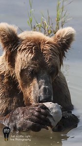 Did you know bears love ice cream? Actually, this isn't ice cream. It's clay. This behavior is known as geophagy, and I've seen bears in other locations do the exact same thing. At Brooks, bears seem to favor the clay under the River Bridge on the camp side of the bridge. The clay is a byproduct of ash from the 1912 Novarupta volcanic eruption that created the Valley of 10,000 Smokes. There are scientific studies of this behavior among brown bears in Yellowstone and Kamchatka if you're intereste