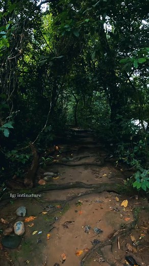 Explore a Serene Forest Pathway in Nature