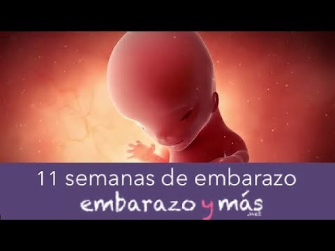 11 semanas de embarazo - Tercer mes - EMBARAZOYMAS