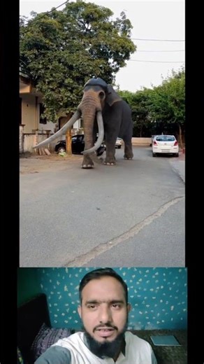 #sehar #animals