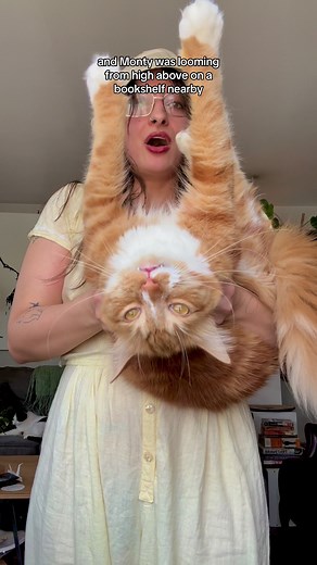 The Endless Adventures of an Orange Cat - Exploring Behavior