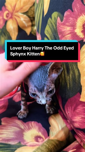 ✨🐾Harry, our dominant blue eye odd eye black tabby Sphynx boy is such a lover boy! 🥰🐾✨#thinksphynxcattery #sphynxkitten #sphynx #sphynxcat