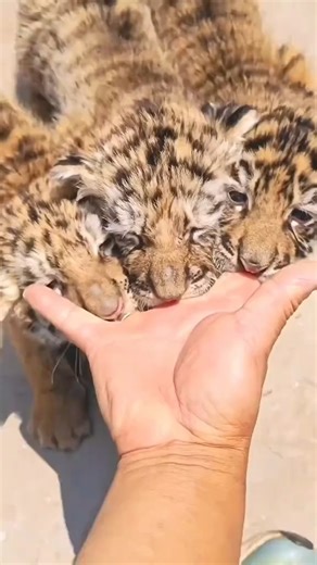 LuxePet on Instagram: "🐯 Baby tiger cubs are the definition of "cute aggression"! 😭💖 All young animals need the right outlets to learn and grow. 🚀 Help your own "cub" thrive with toys made for their instincts! 🎁 Shop our durable play essentials—from stuffless "prey" toys and tug ropes to tough chew toys. 👉 Tap the link in our bio to find their new favourite toy! #tigercub #babyanimals #cuteoverload #bigcats #animalfacts #petplay #pettoys #petsupplies"