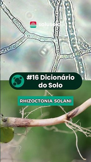 Rhizoctonia solani