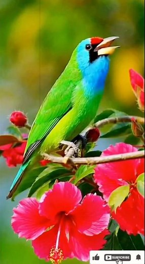 The Most Beautiful Bird Songs | World’s Most Melodic Singing Birds in Nature