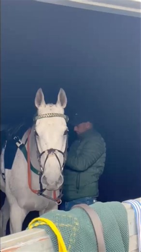 The lovely Fred AKA ‘Red Force One’ getting ready to run at Kelso 🍀 | Philip Kirby Racing