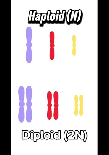 HAPLOID VS DIPLOID IN LESS THAN 30 SECONDS! #shorts #biology