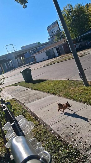 Does anyone know that furry baby. We leave stuffed animals out for him Sometimes he comes in the yard to take them lol Please inbox we can create and stuffy exchange system | Angie Amaya